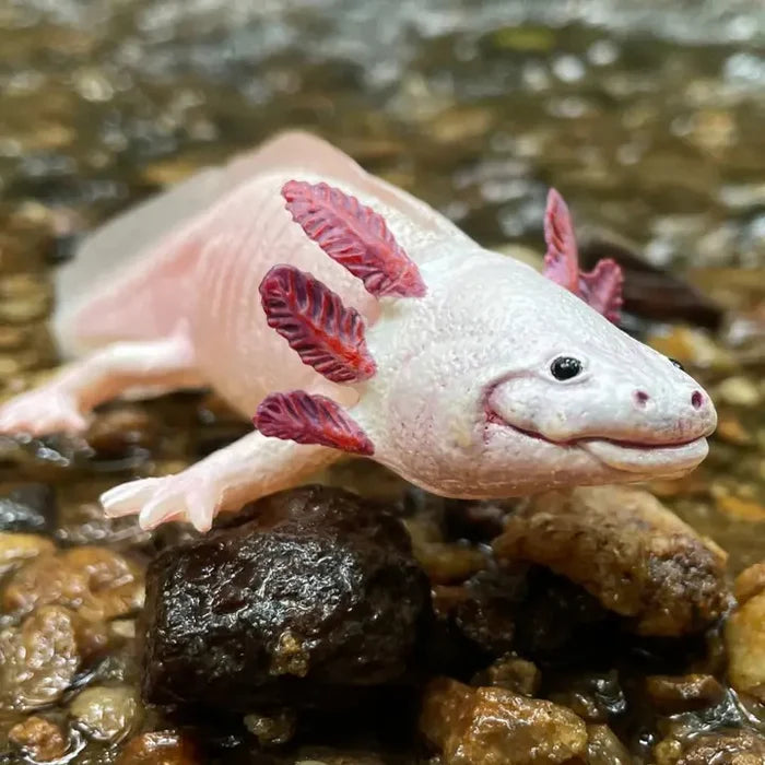 Axolotl