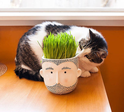 Ceramic planter shaped like a bearded man's face with green grass growing, next to a curious black and white cat.