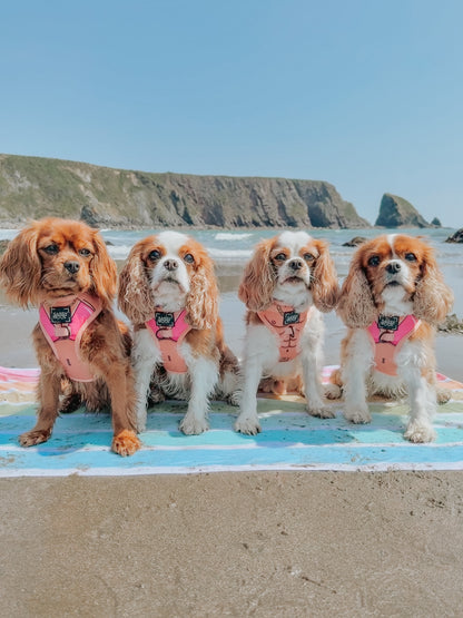 Dog Two Piece Bundle - Bikini Bod