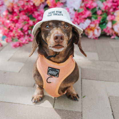 Bucket Hat Bundle - Here For The Treats