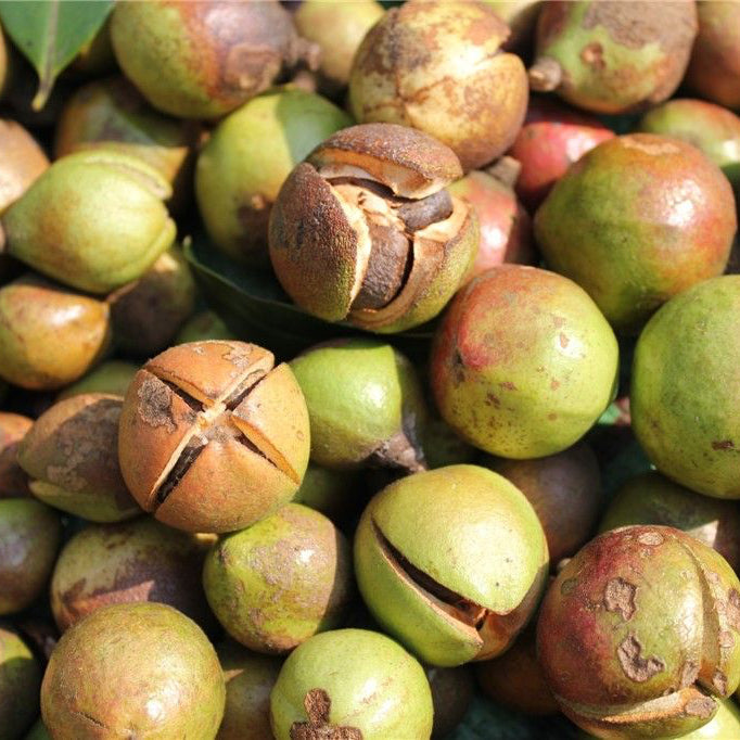 Camellia Seed Oil, Virgin Organic
