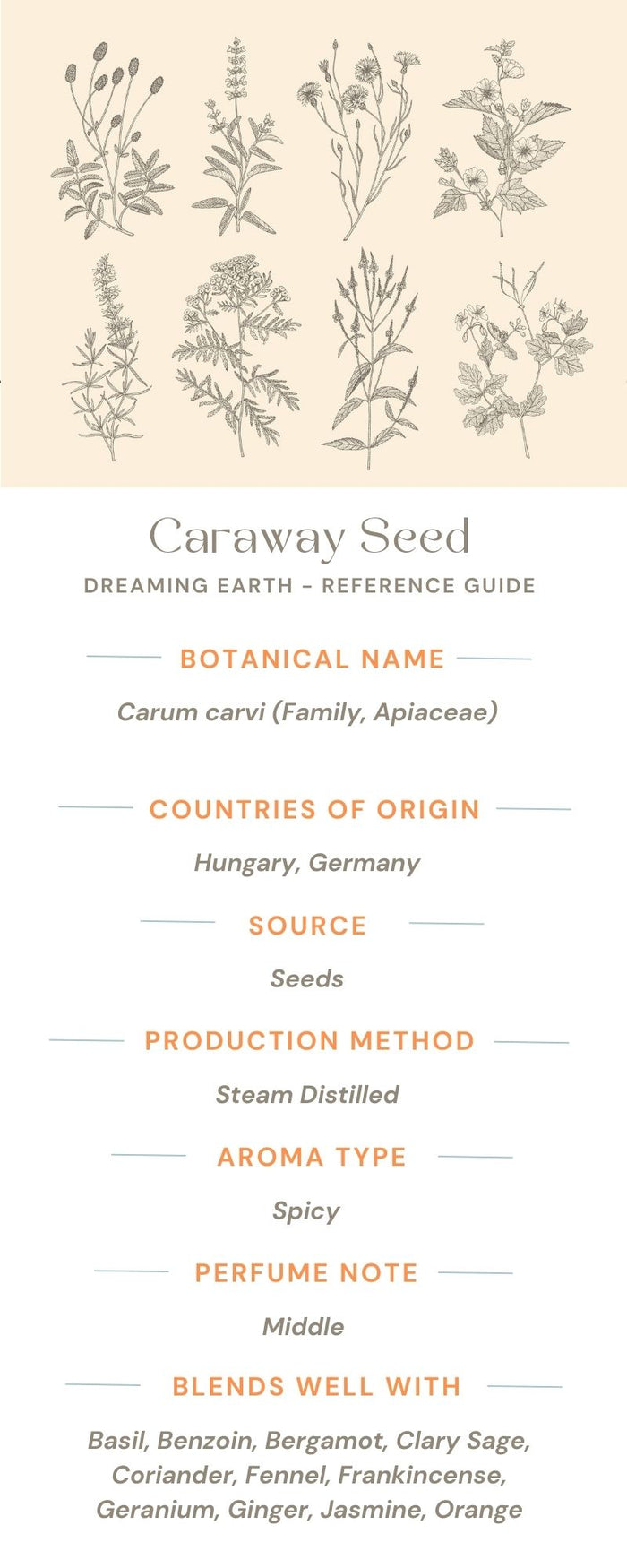 Caraway Seed Essential Oil