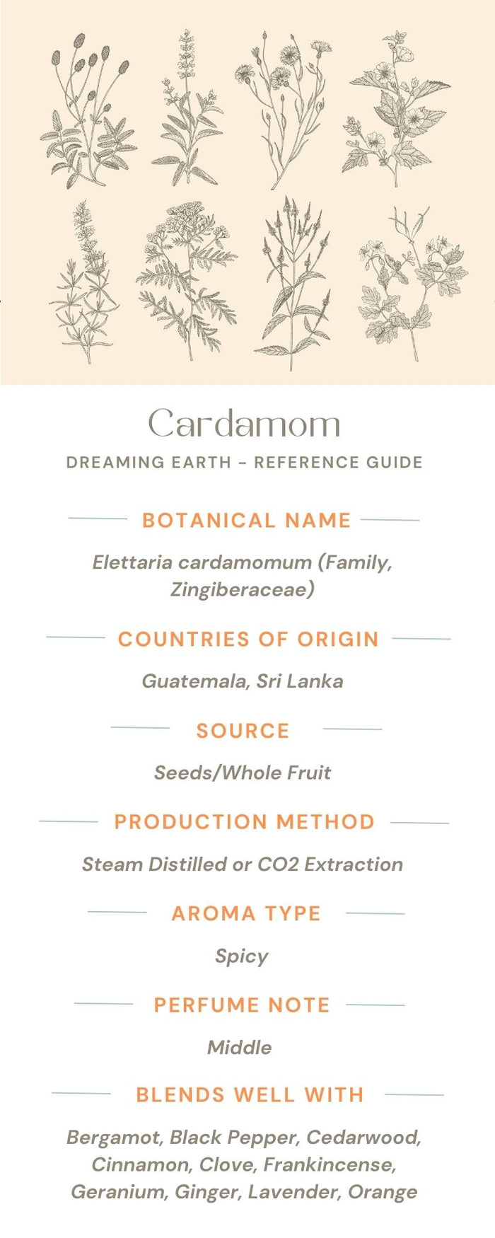 Cardamom Essential Oil
