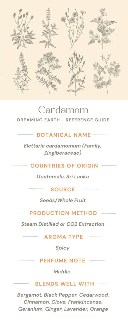 Cardamom Essential Oil