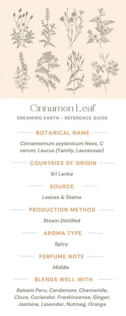 Cinnamon Leaf Organic Essential Oil - Dreaming Earth Inc