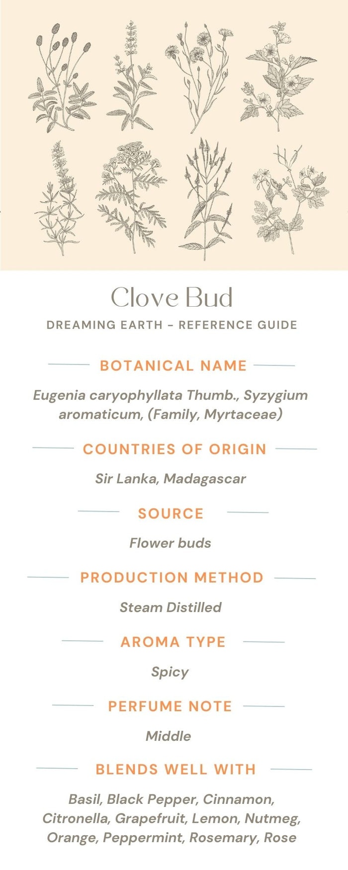 Clove Bud Essential Oil - Dreaming Earth Inc