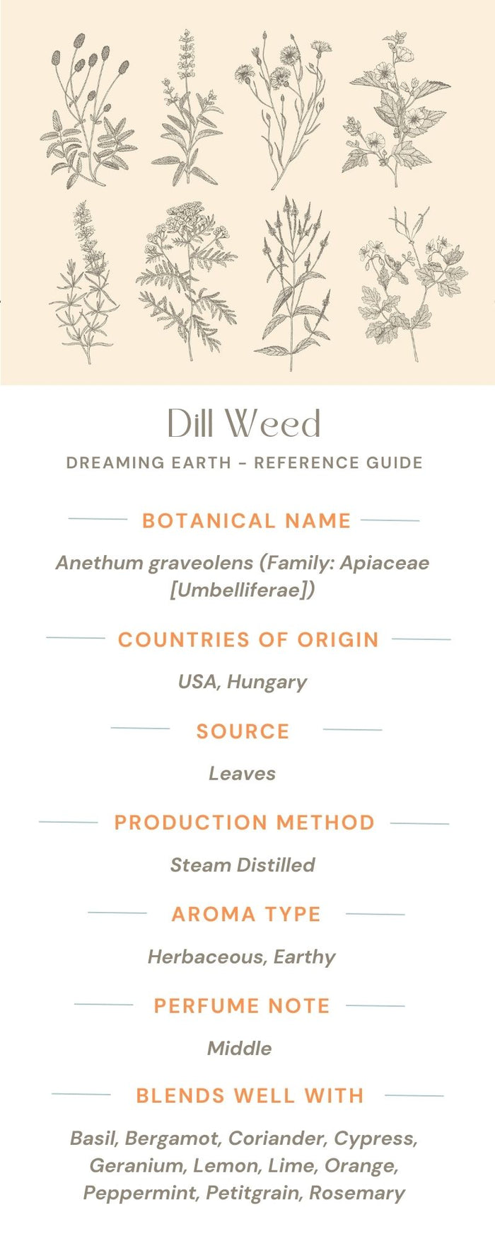 Dill Weed Essential Oil