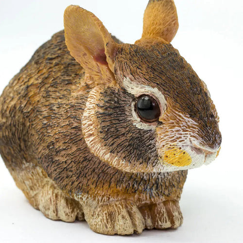 Eastern Cottontail Baby Rabbit