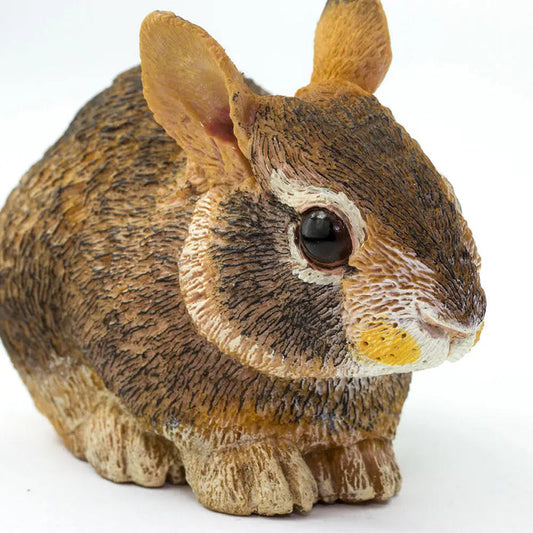 Eastern Cottontail Baby Rabbit