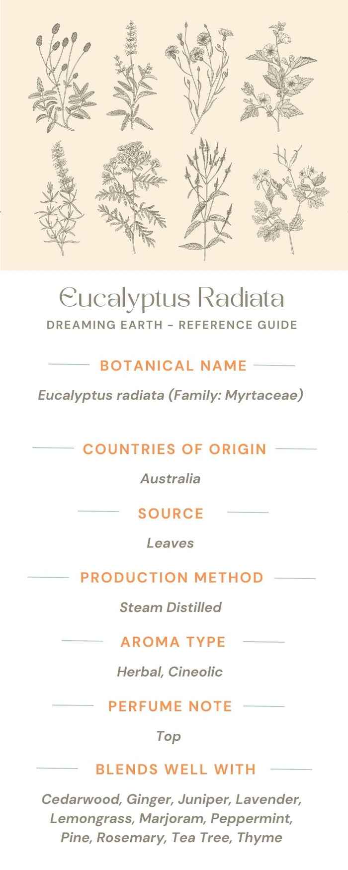 Eucalyptus Radiata Organic Essential Oil - Dreaming Earth Inc