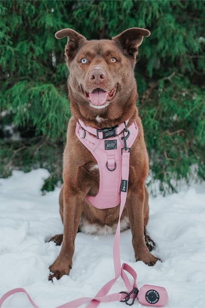 Dog Four Piece Bundle - Dusty Rose