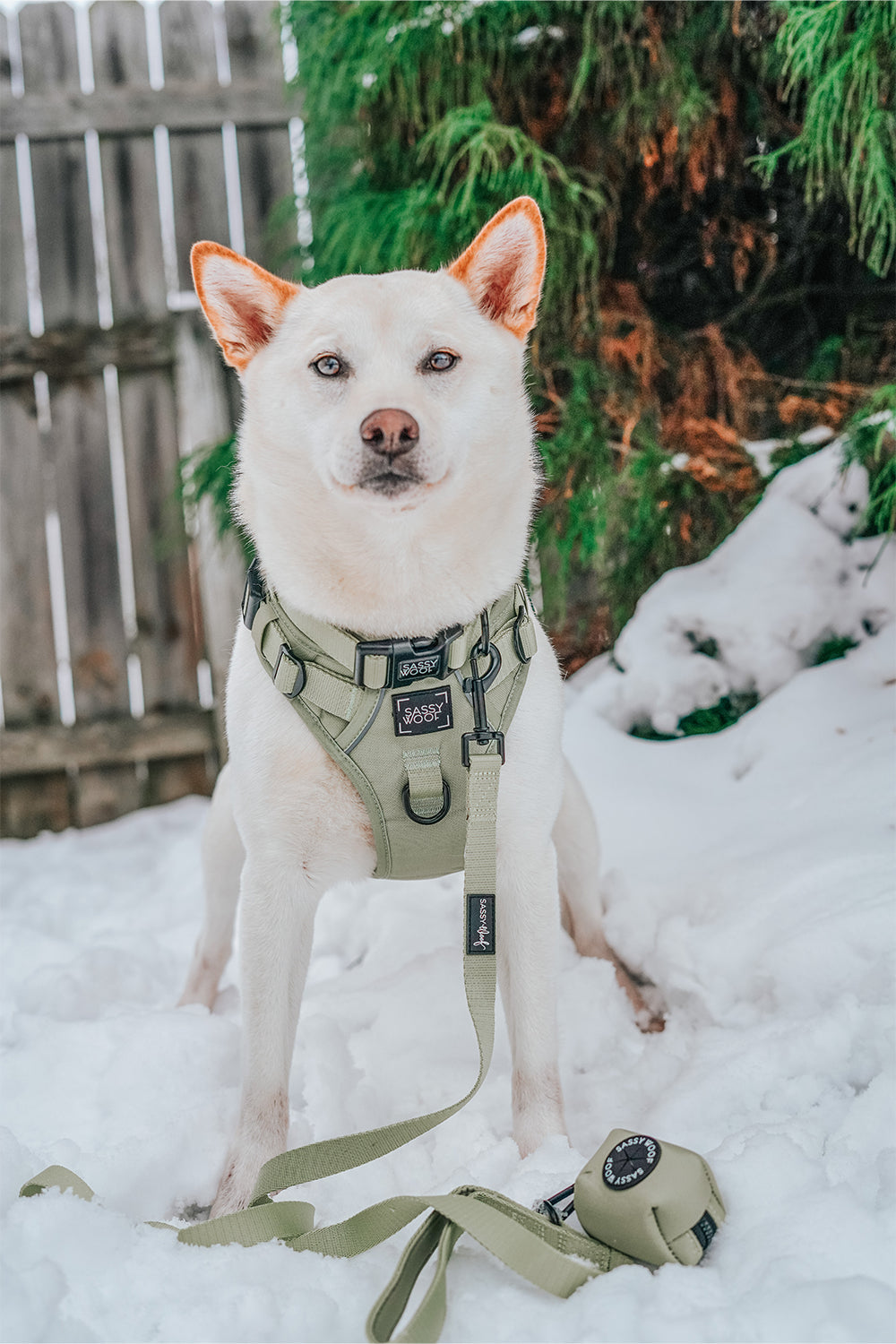 Dog Three Piece Bundle - Matcha