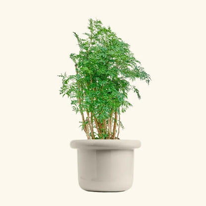 Large white ceramic planter with lush green indoor plant against a neutral background