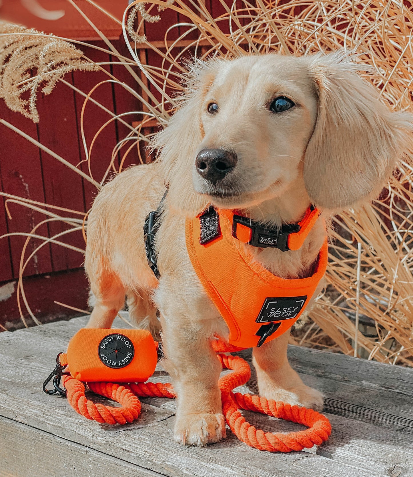 Dog Waste Bag Holder - Neon Orange