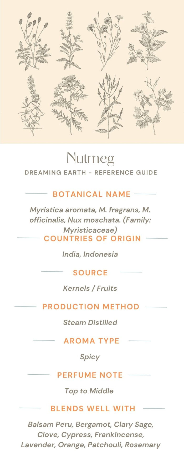 Nutmeg Essential Oil - Dreaming Earth Inc