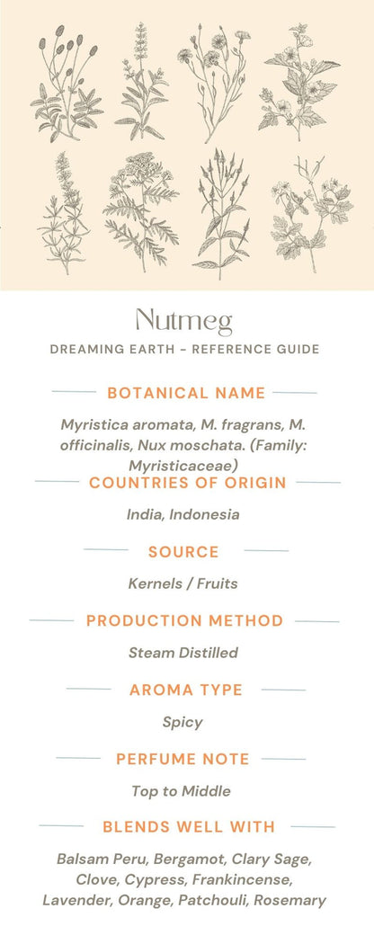 Nutmeg Essential Oil - Dreaming Earth Inc