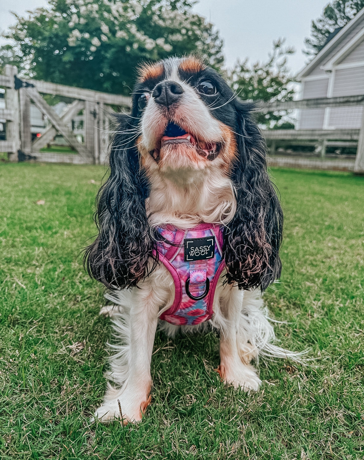 Dog Two Piece Bundle - Purple Haze