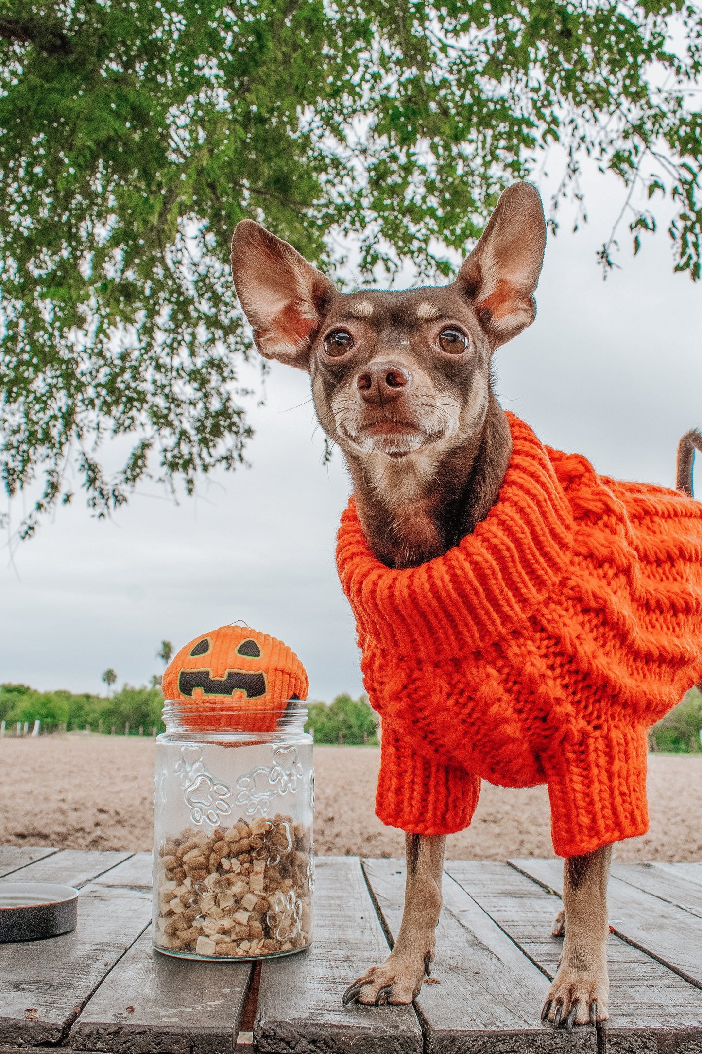 Pet Cable Knit Sweater - Orange