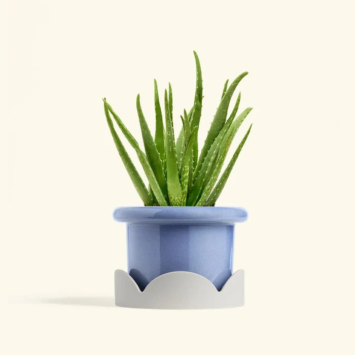 Green aloe vera plant in a blue pot resting on a white petal-shaped drip tray on a cream background