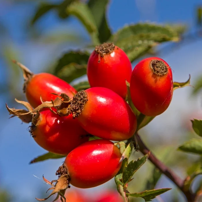 Rosehip Seed Oil, Virgin Organic