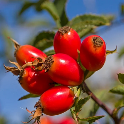 Rosehip Seed Oil, Virgin Organic