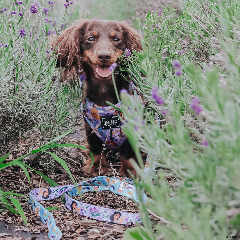 Dog Two Piece Bundle - Disney's Jasmine