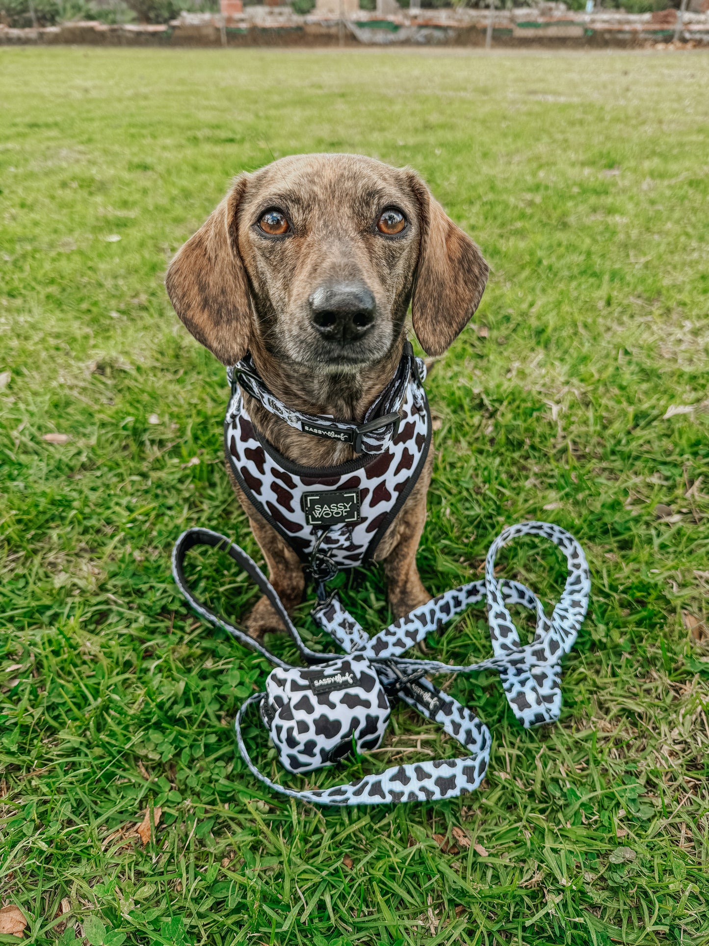 Dog Two Piece Bundle - Whole Milk