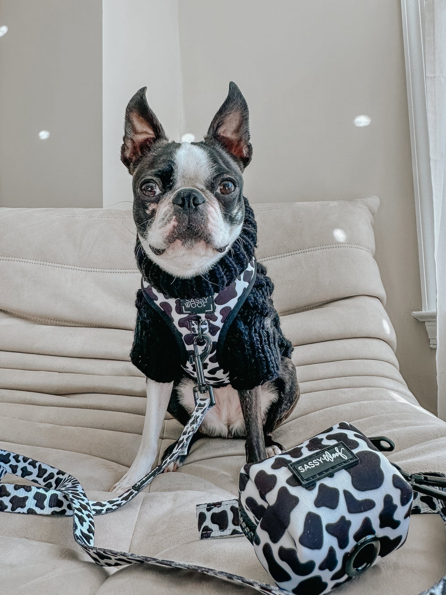Dog Two Piece Bundle - Whole Milk