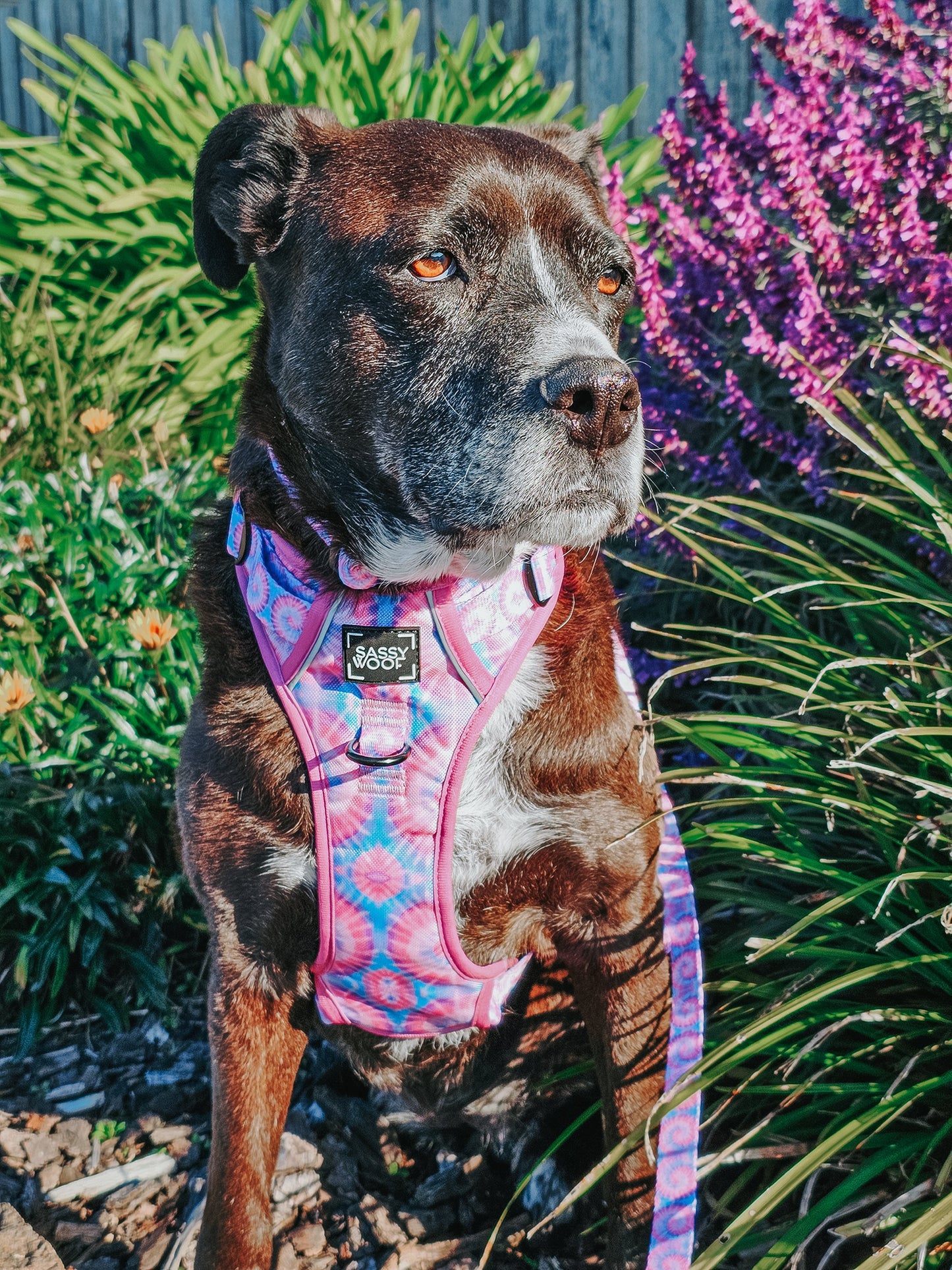 Dog Two Piece Bundle - Purple Haze