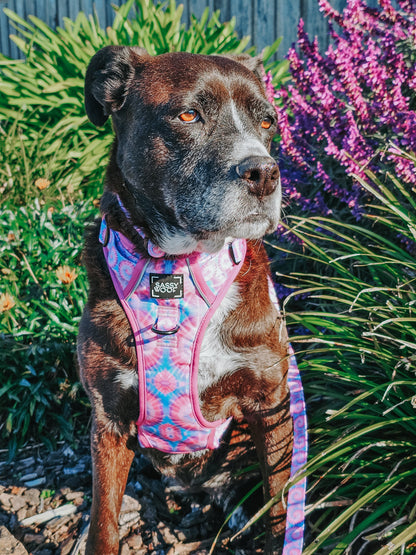 Dog Two Piece Bundle - Purple Haze