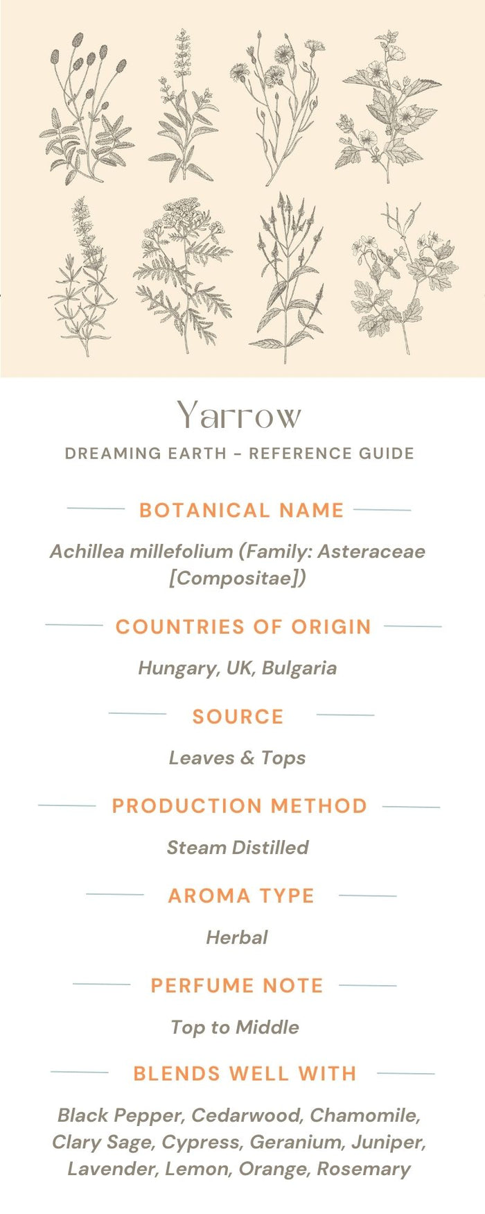 Yarrow Essential Oil - Dreaming Earth Inc