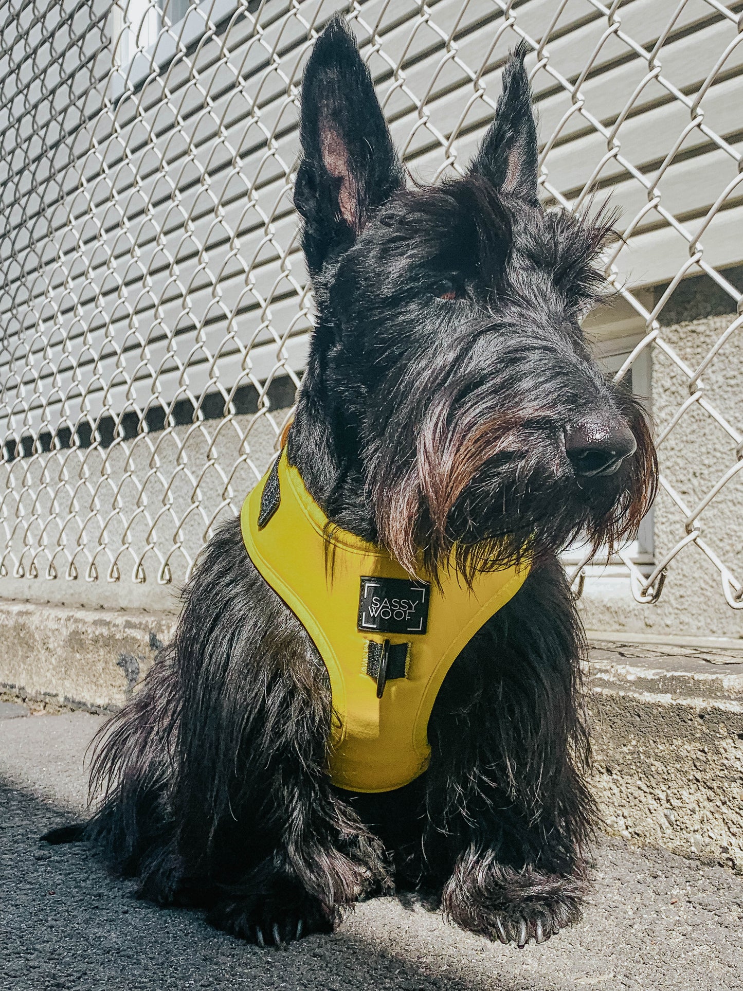 Dog Four Piece Bundle - Neon Yellow