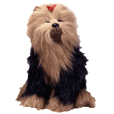 Yorkie *RARE*
